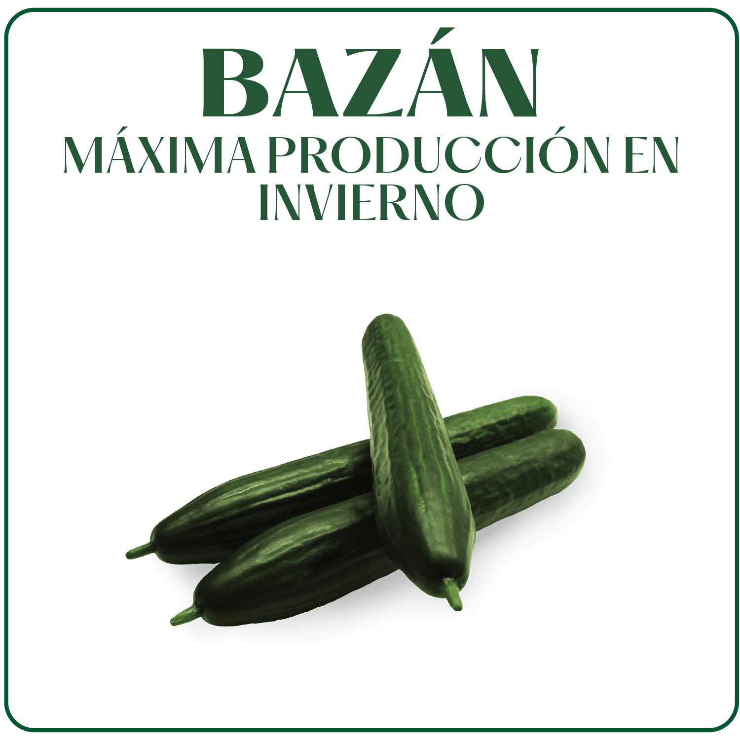 Pepino Bazan Surseeds