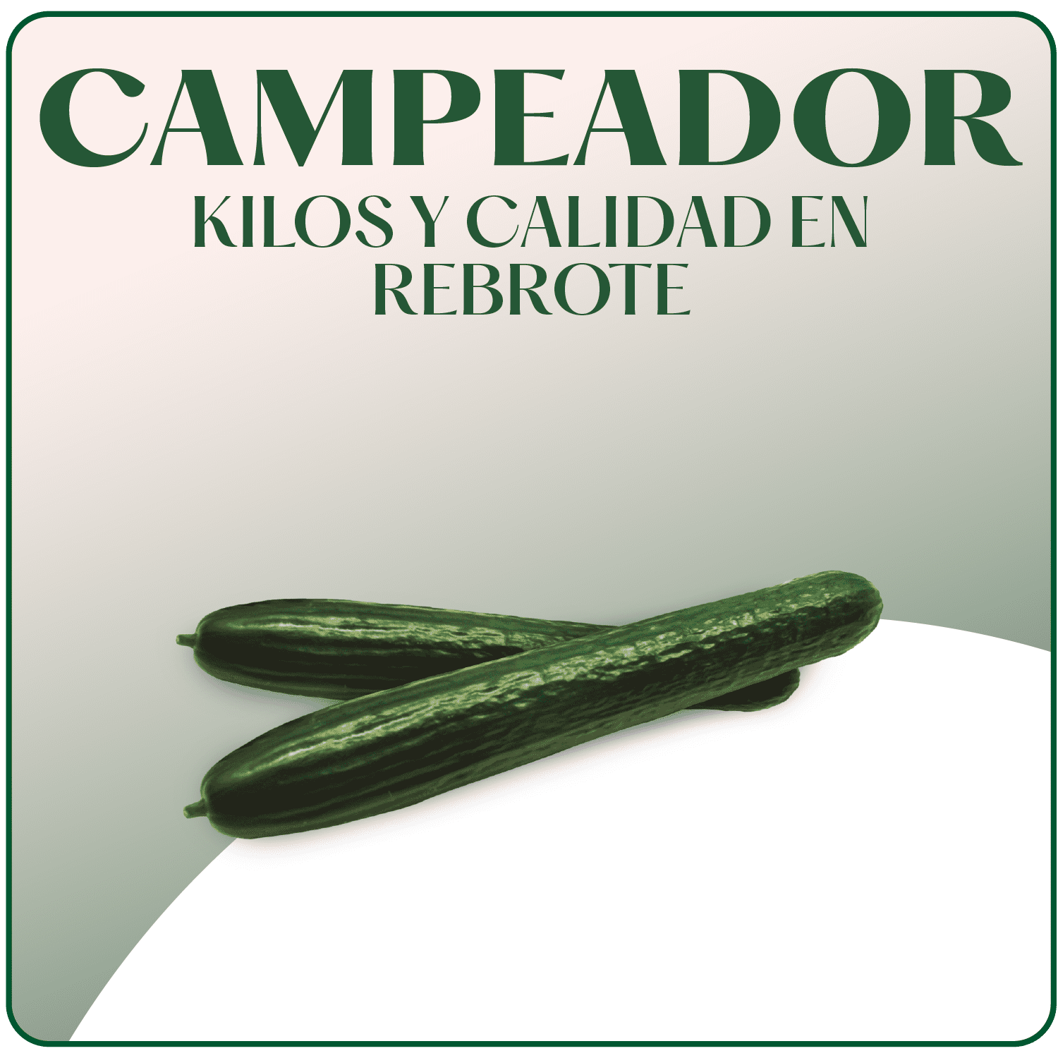 Pepino Campeador Surseeds Hover