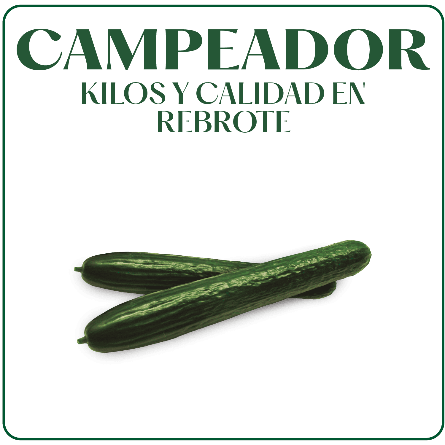 Pepino Campeador Surseeds