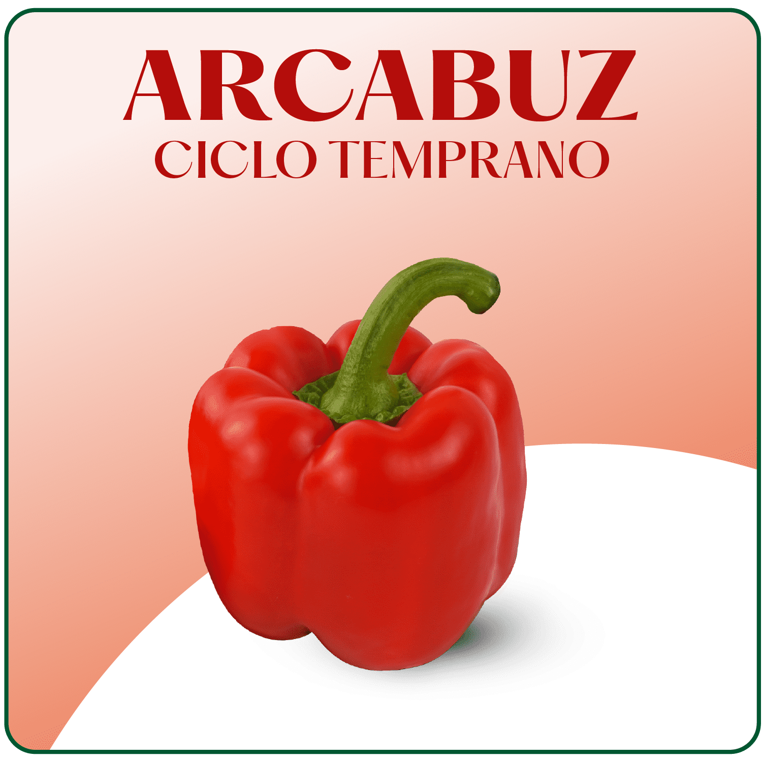 Arcabuz