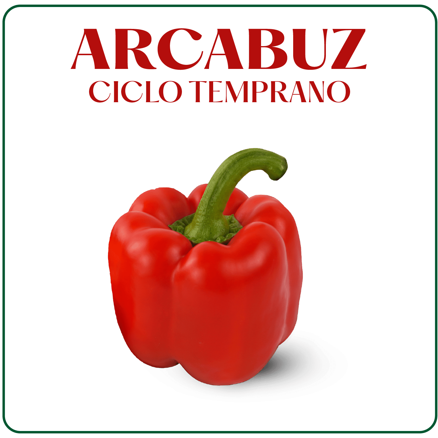 Arcabuz