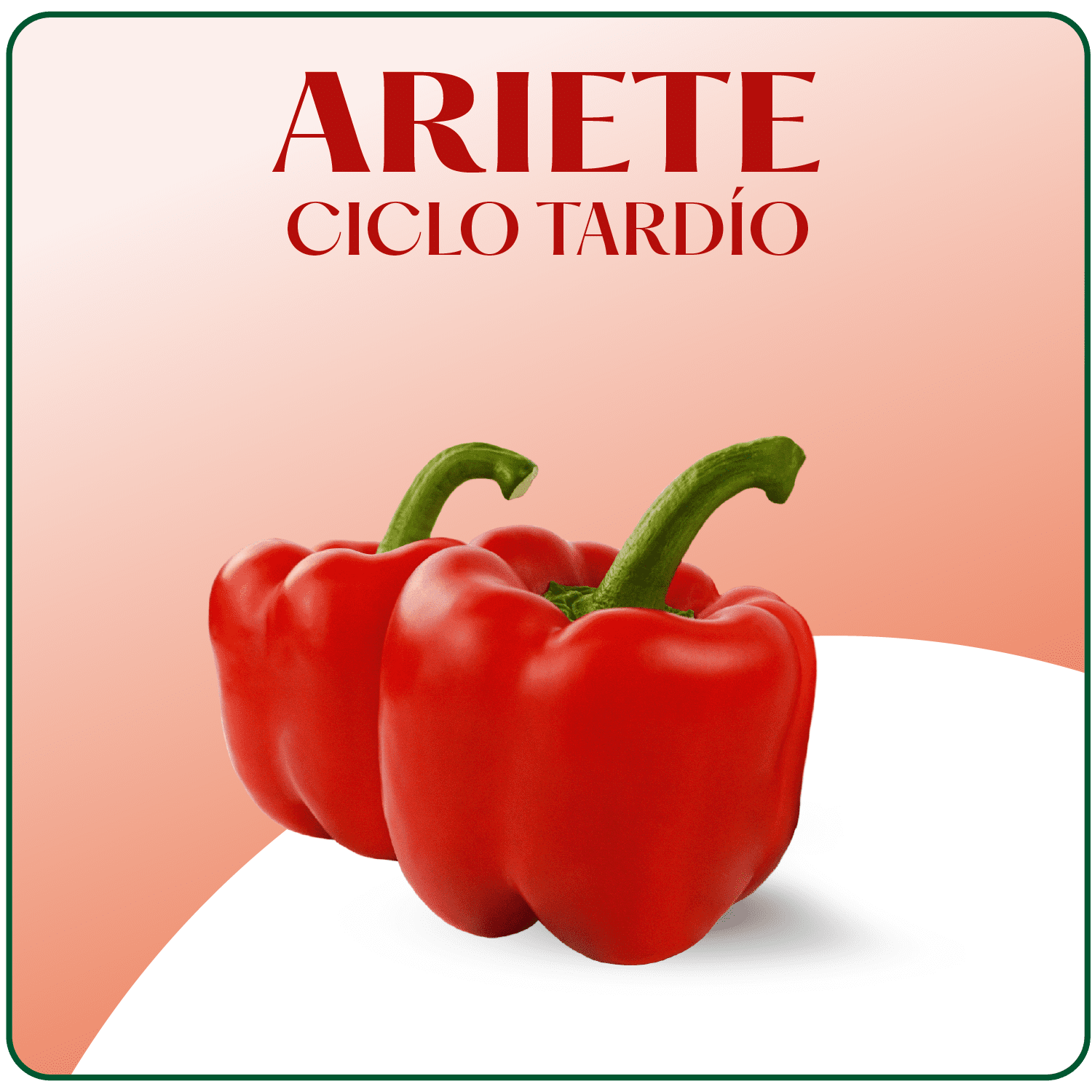 Ariete