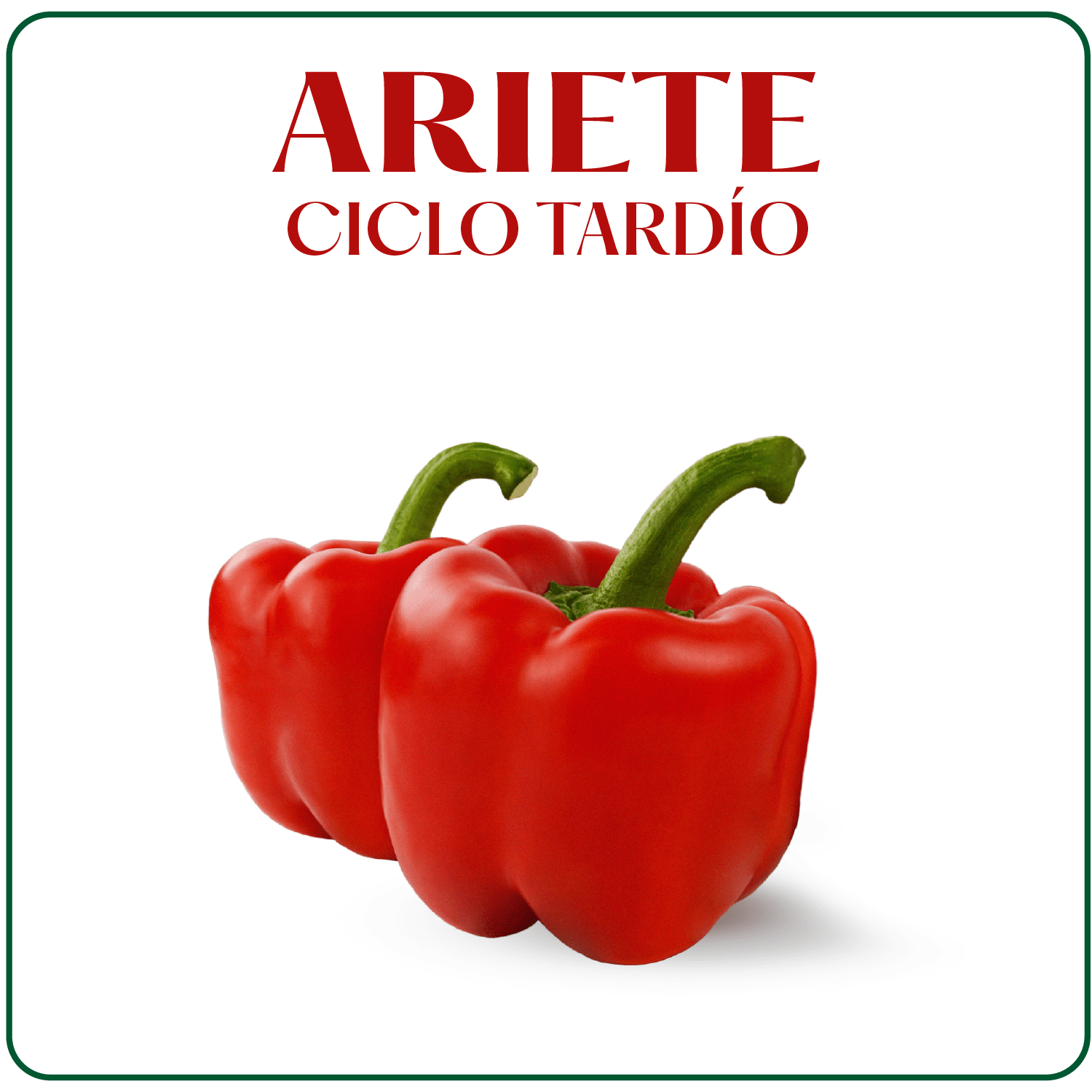 Ariete