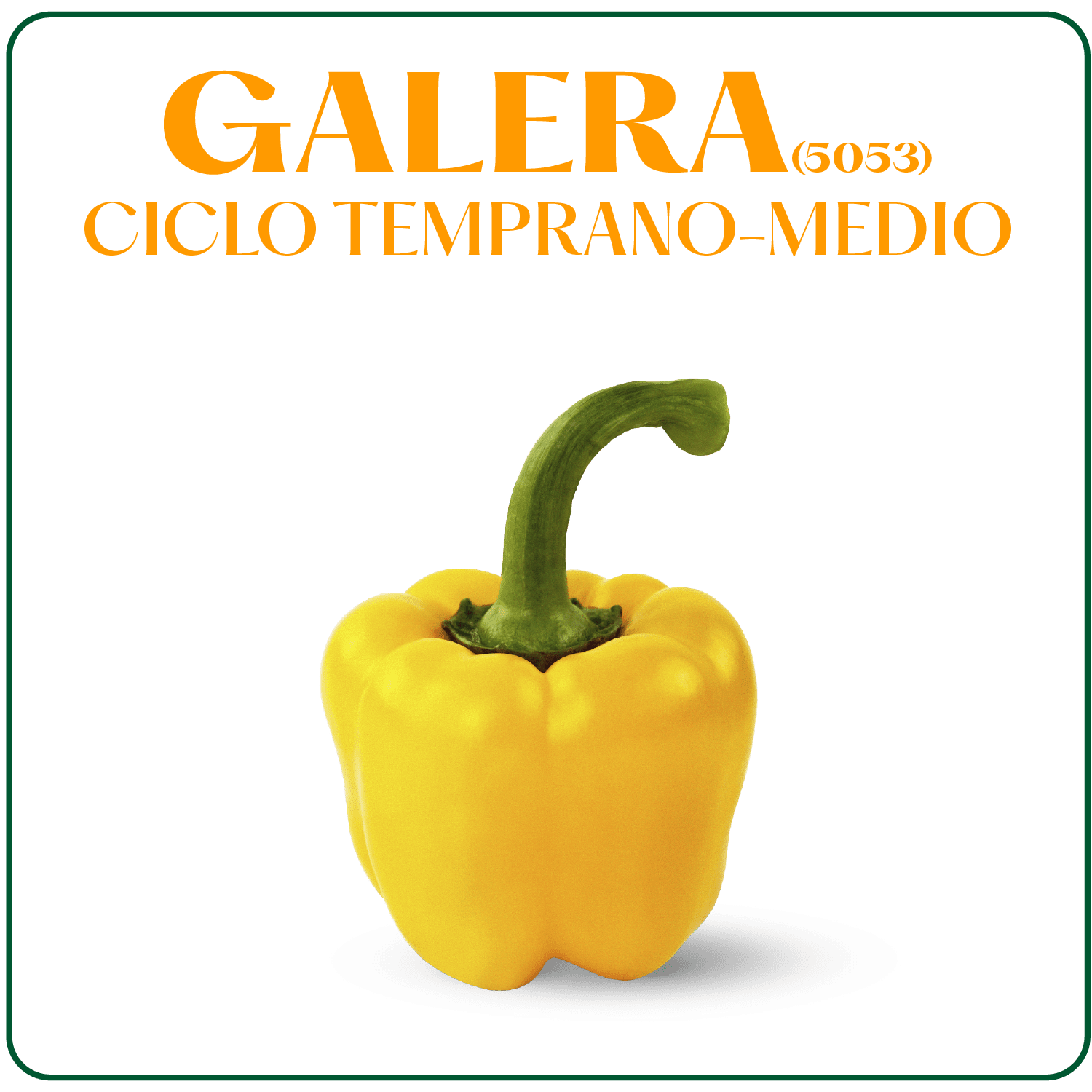 Galera