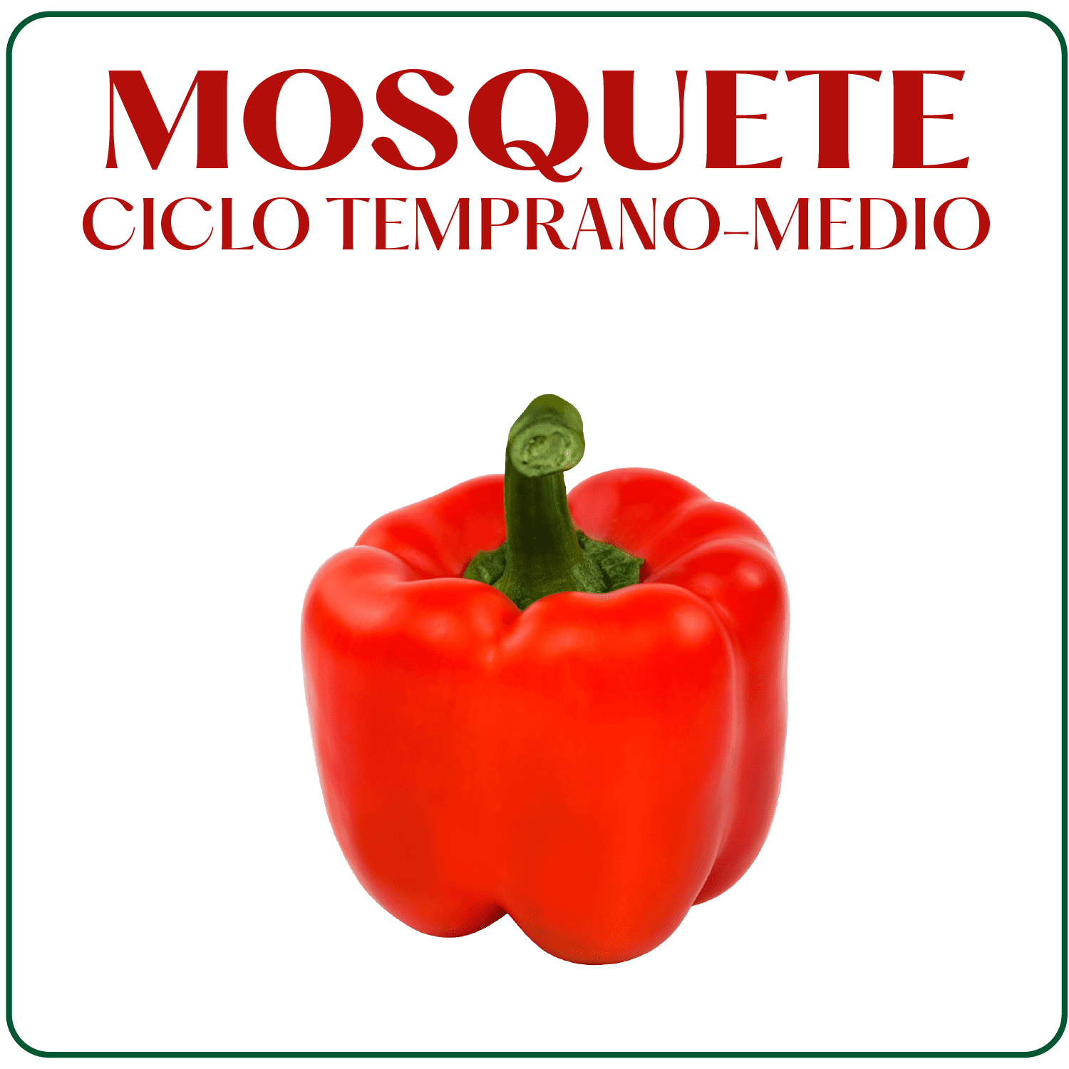 Mosquete