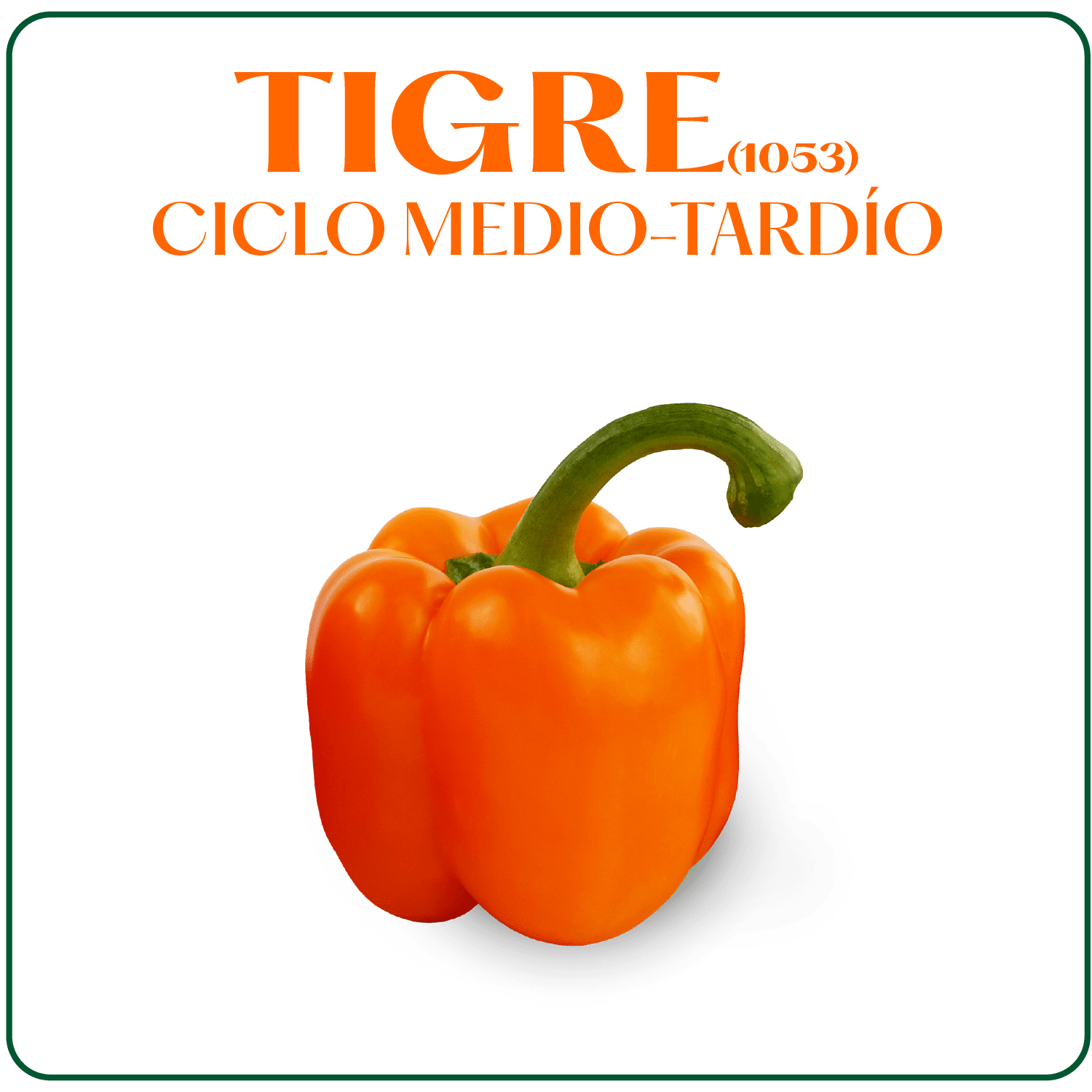 Tigre