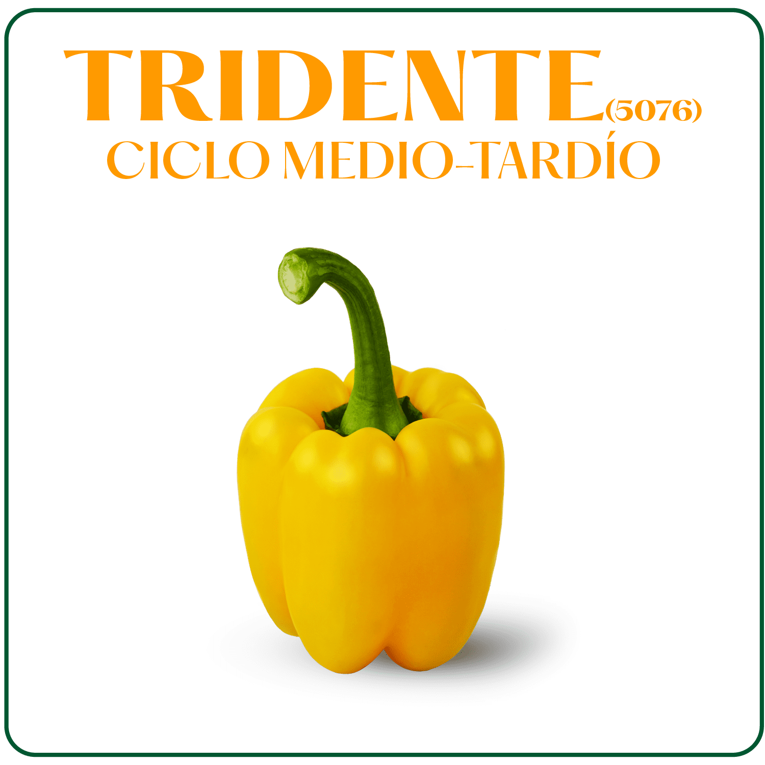 Tridente