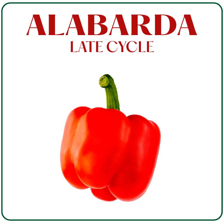 Alabarda