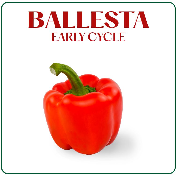 Ballesta