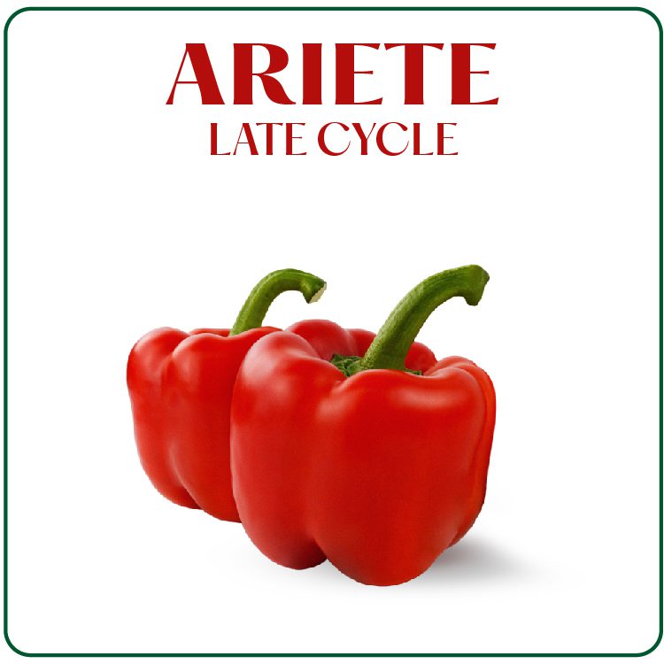 Ariete