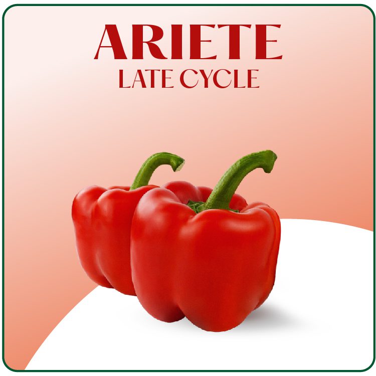 Ariete