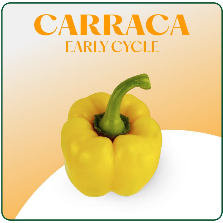 Carraca
