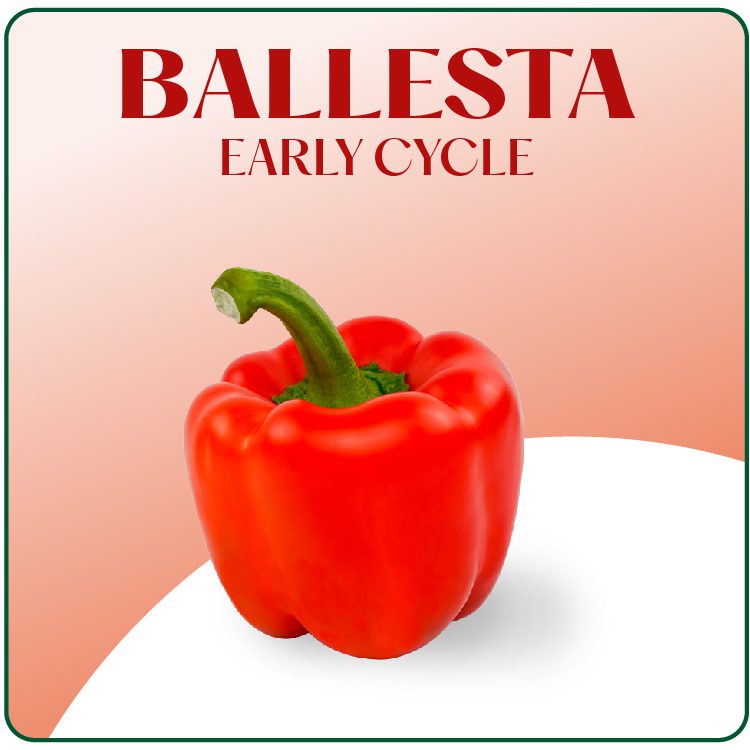 Ballesta