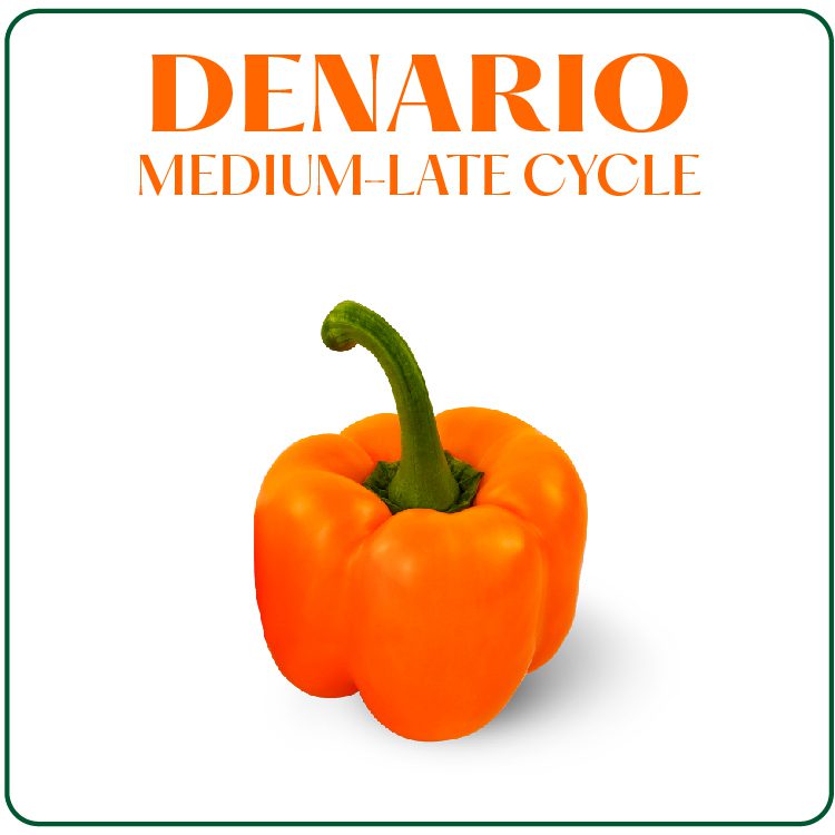 Denario