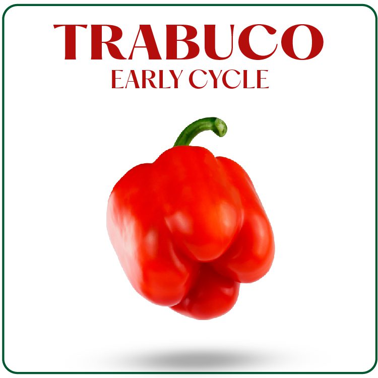Trabuco