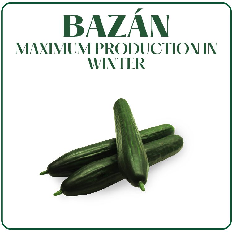 Productos Web Surseeds – Ingles_Mesa de trabajo 1 copia 44