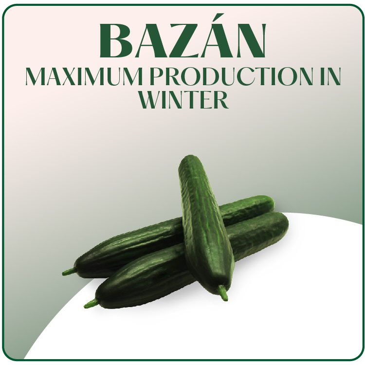 Productos Web Surseeds – Ingles_Mesa de trabajo 1 copia 45